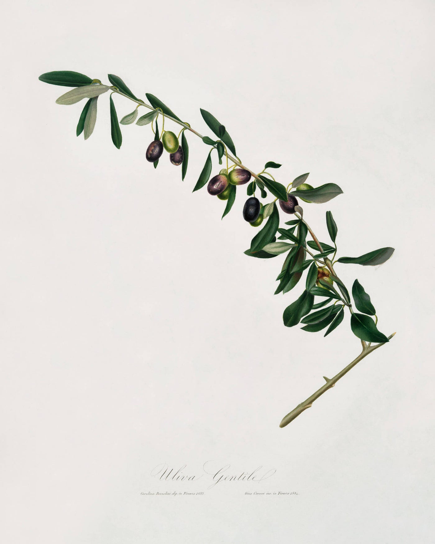 Olive Leaf